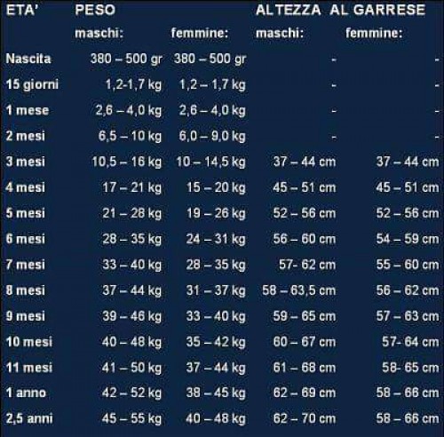 Weight and height of cane corso